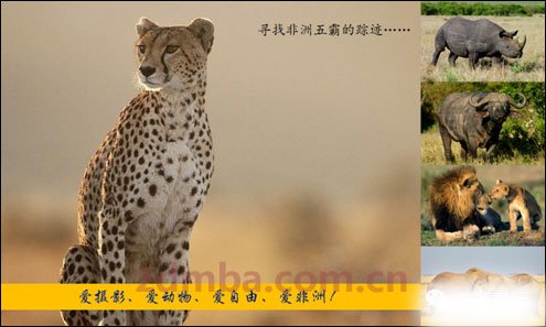 狂野与旖旎：​2014肯尼亚·蒙巴萨动物迁徙之旅