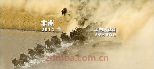 狂野与旖旎：​2014肯尼亚·蒙巴萨动物迁徙之旅