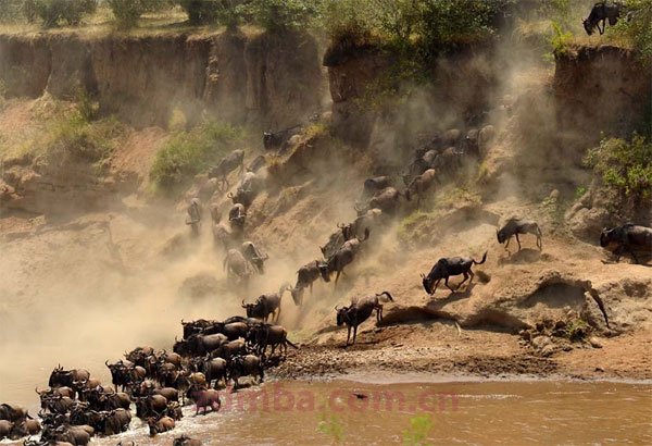 狂野与旖旎：​2014肯尼亚·蒙巴萨动物迁徙之旅