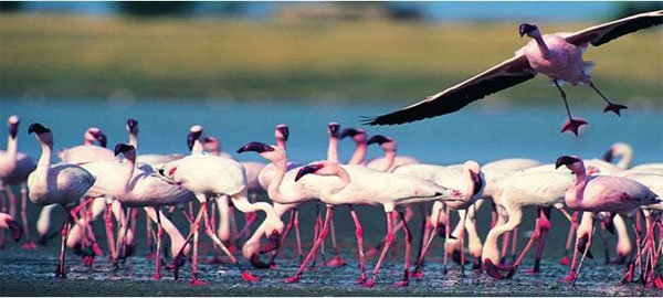 《狂野与旖旎》​2014肯尼亚动物大迁徙