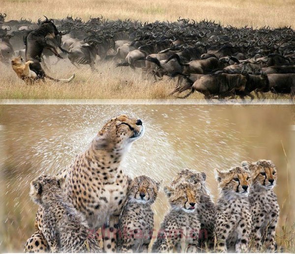 《狂野与旖旎》​2014肯尼亚动物大迁徙