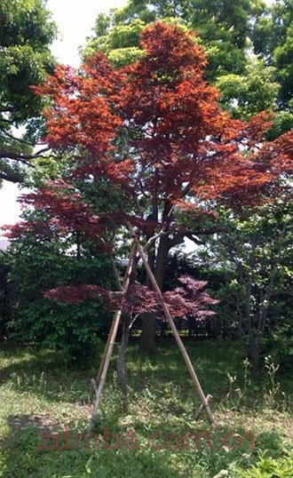 中山大学时代华商经理53班移动课堂分享——异国他乡随想录：国民素质从自身做起。